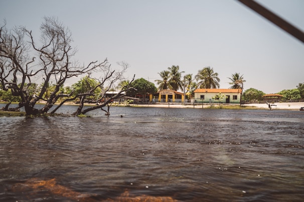 A calm water body with a partially submerged tree on the left, adjacent to a sandy shoreline lined with palm trees and small buildings. The structures have red-tiled roofs, and the area conveys a serene, rural setting.