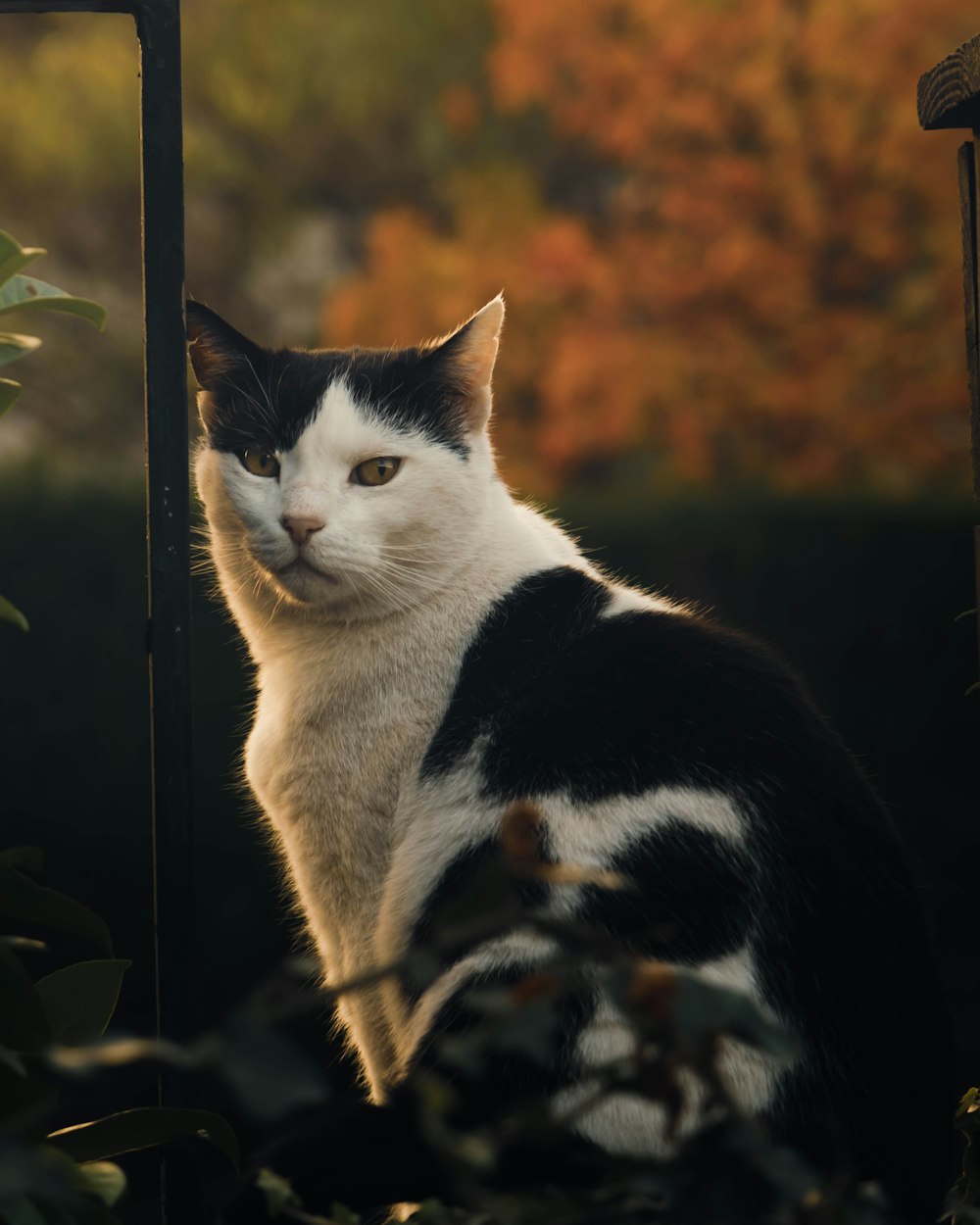 a cat sitting on a tree