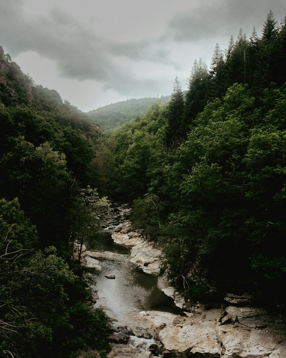 a river running through a forest