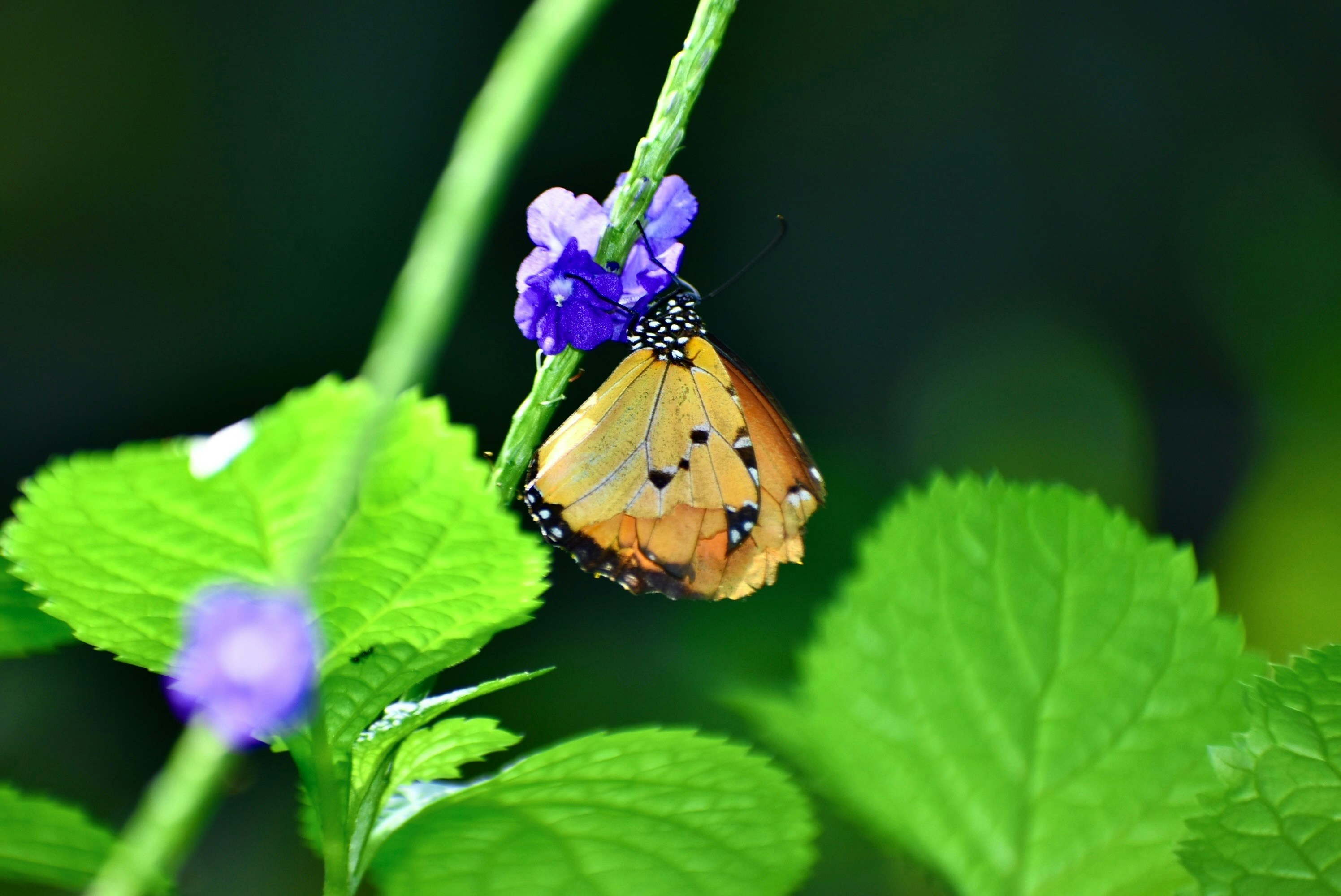 Photo by stevecameup