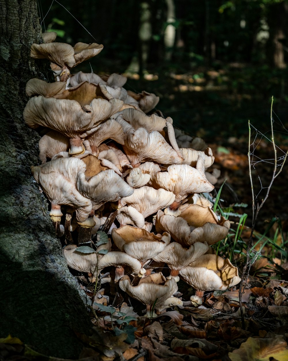 a group of mushrooms growing on a tree