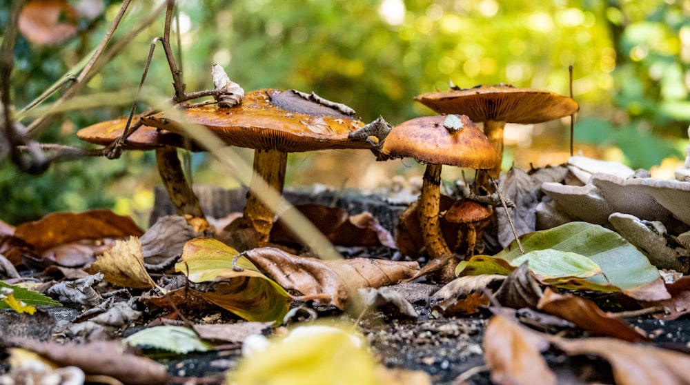 Un gruppo di funghi che crescono nei boschi