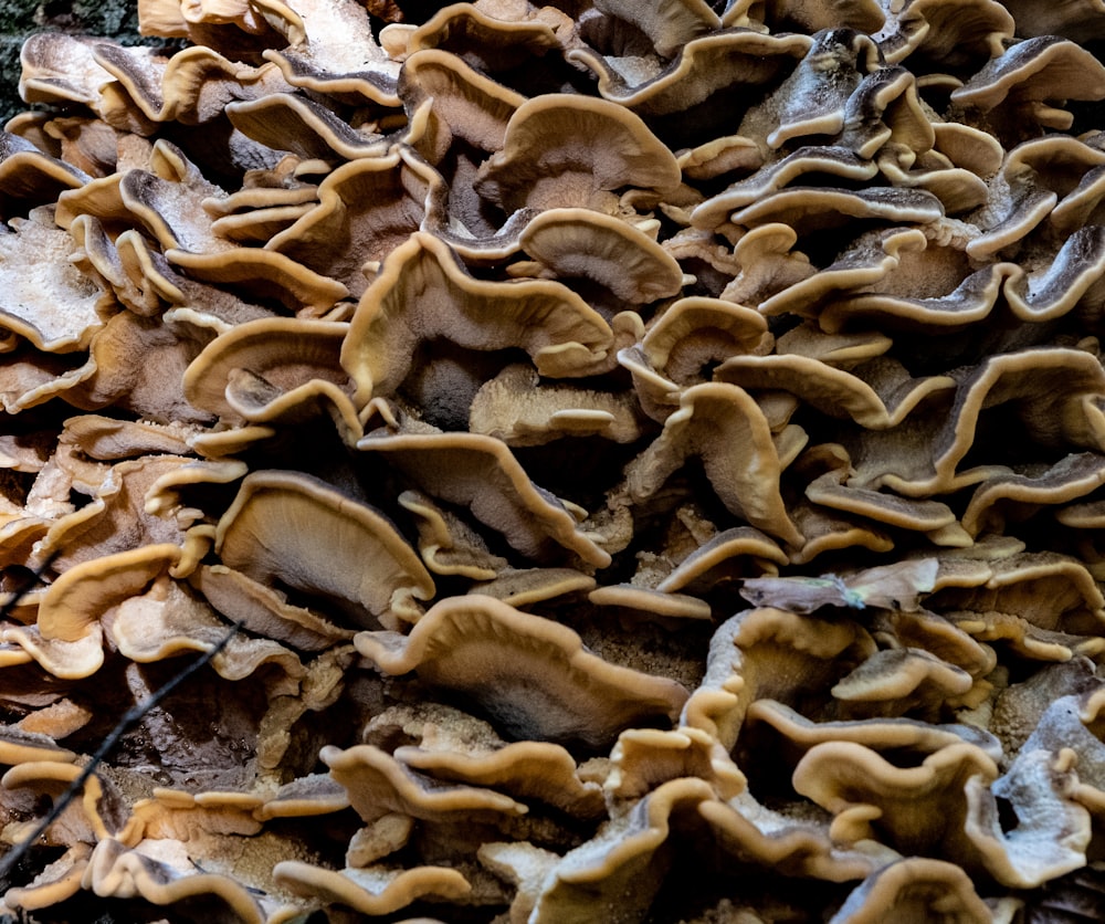 a pile of brown mushrooms