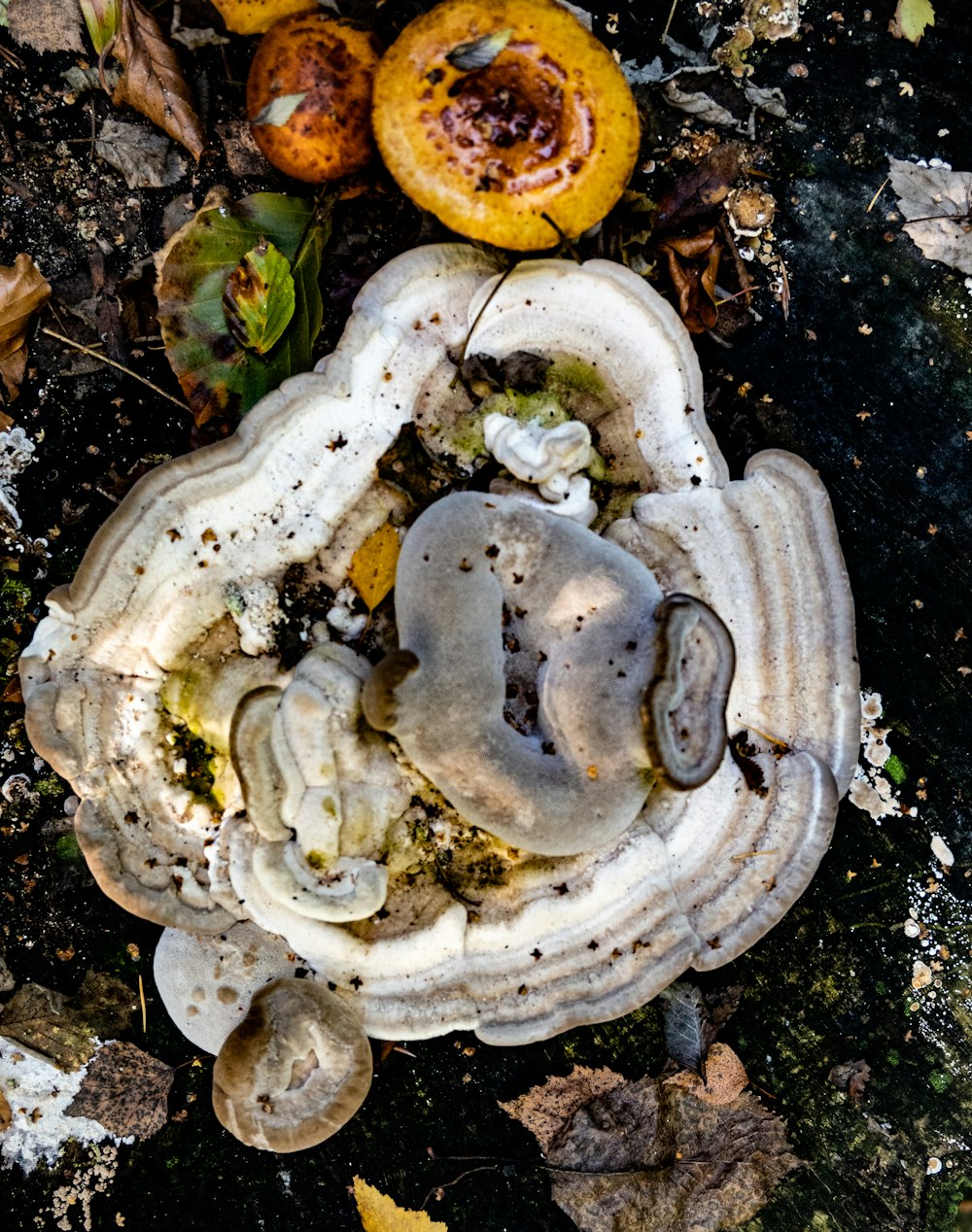 a close up of a sea creature