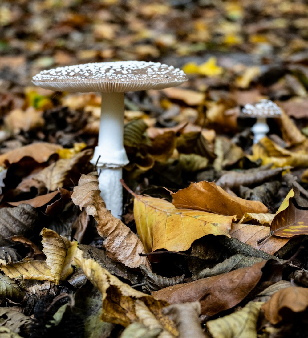 a white mushroom growing in leaves