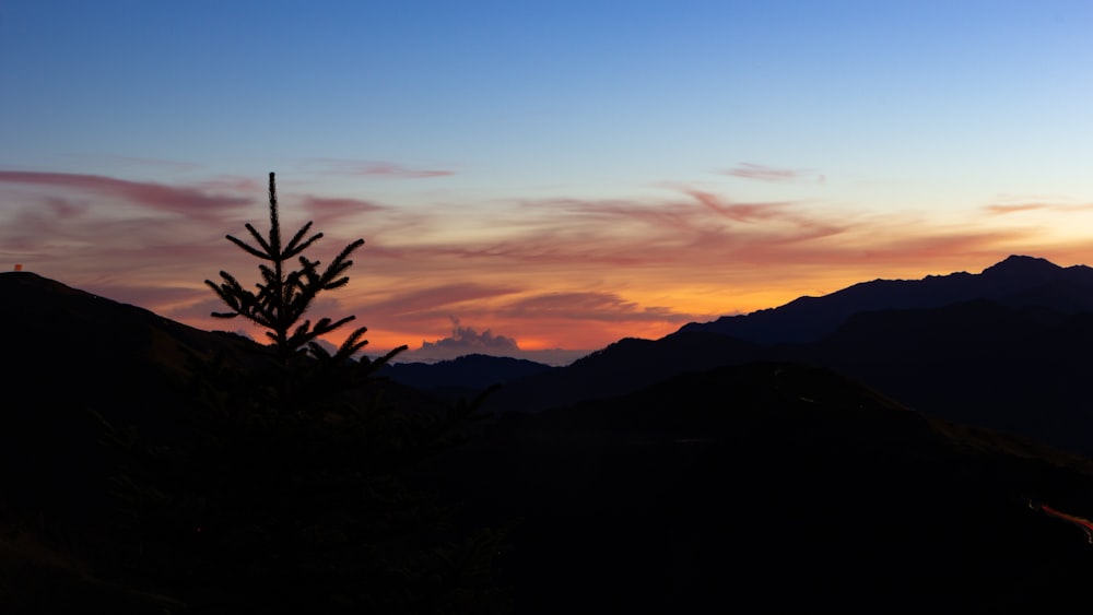 a silhouette of a tree on a mountain