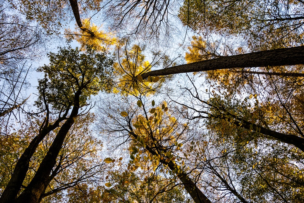 looking up at trees with yellow leaves