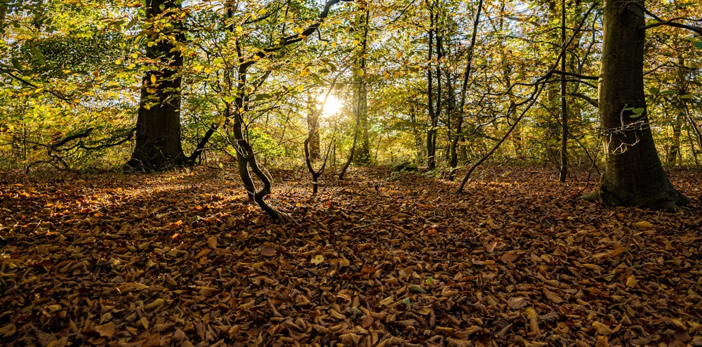 Ein Wald mit abgefallenen Blättern