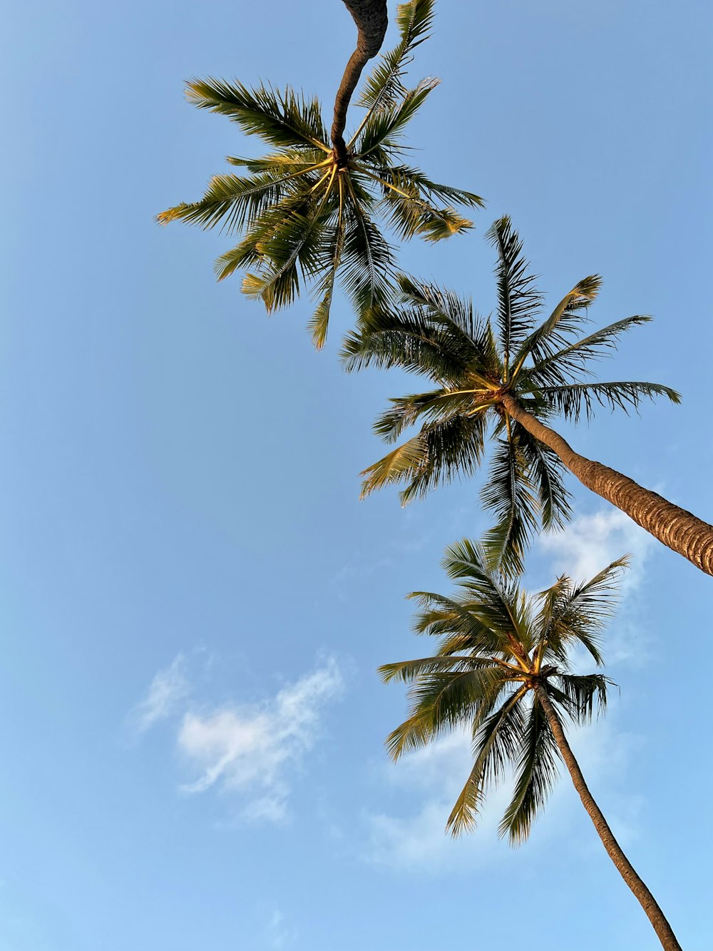 a couple of palm trees