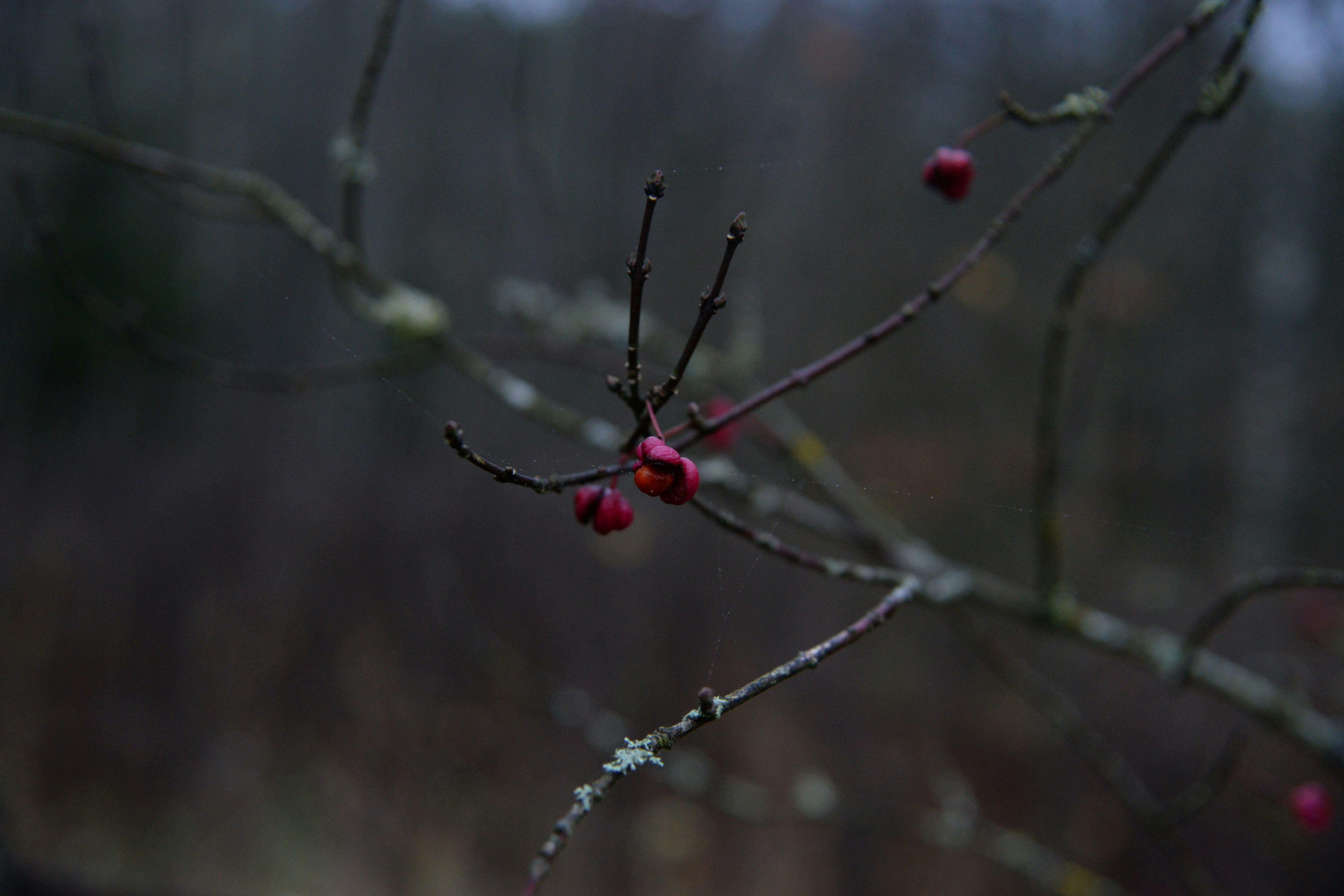 Photo by emilijabart
