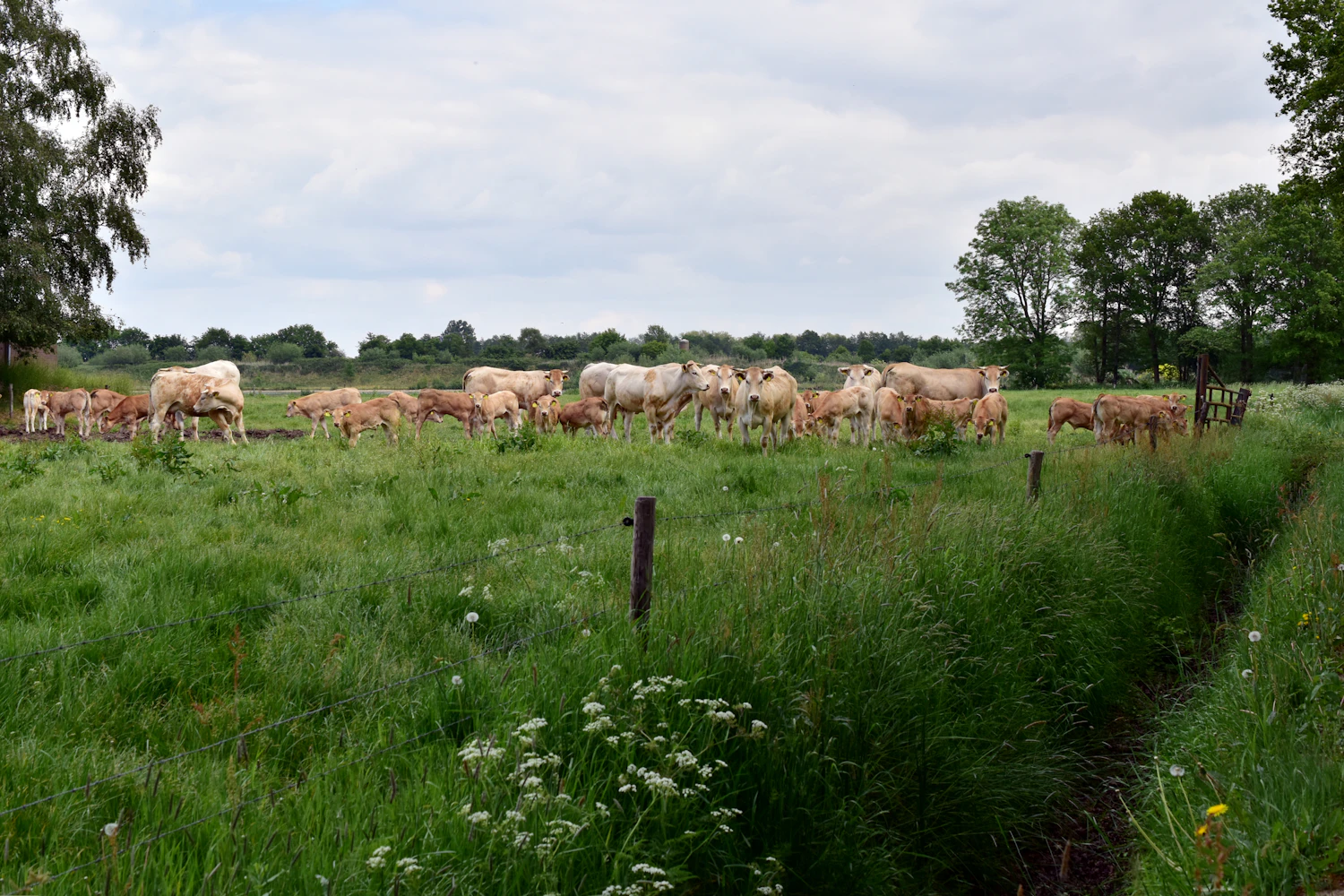 Runderen op een Nederlandse boerderij
