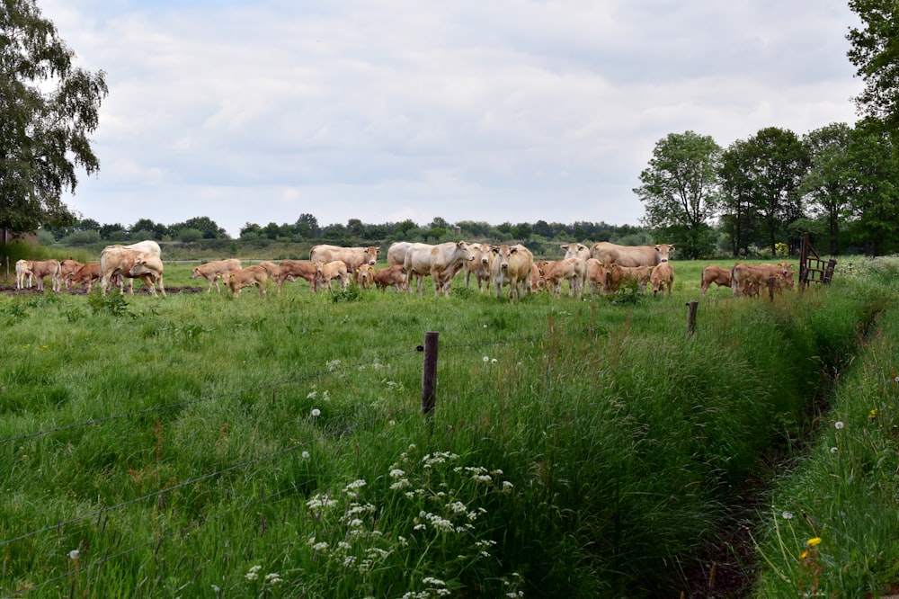 a herd of cows grazing in a field