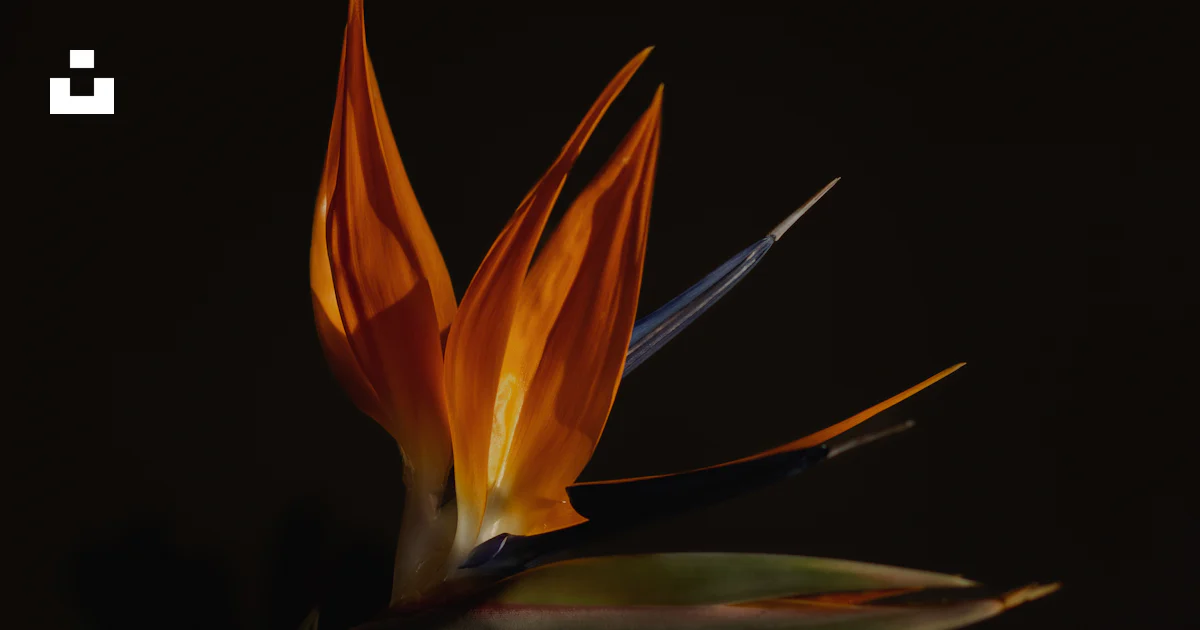 A close up of a flower photo – Free Flower Image on Unsplash