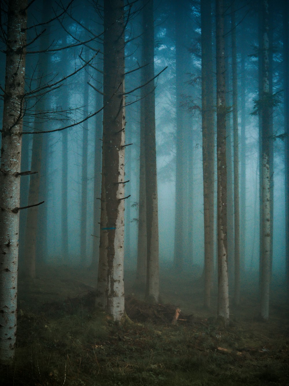 a forest of trees