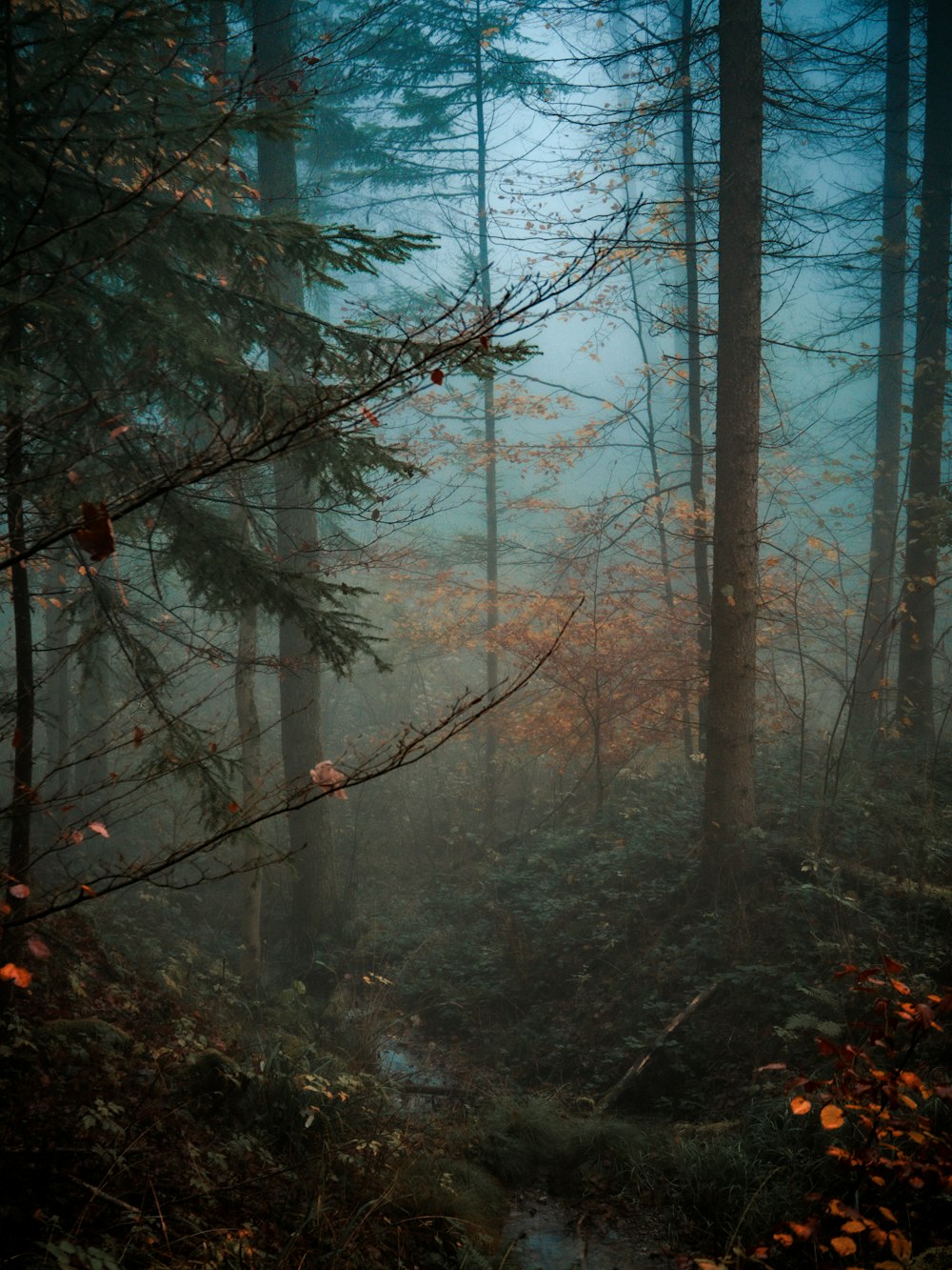 Ein Wald mit Bäumen