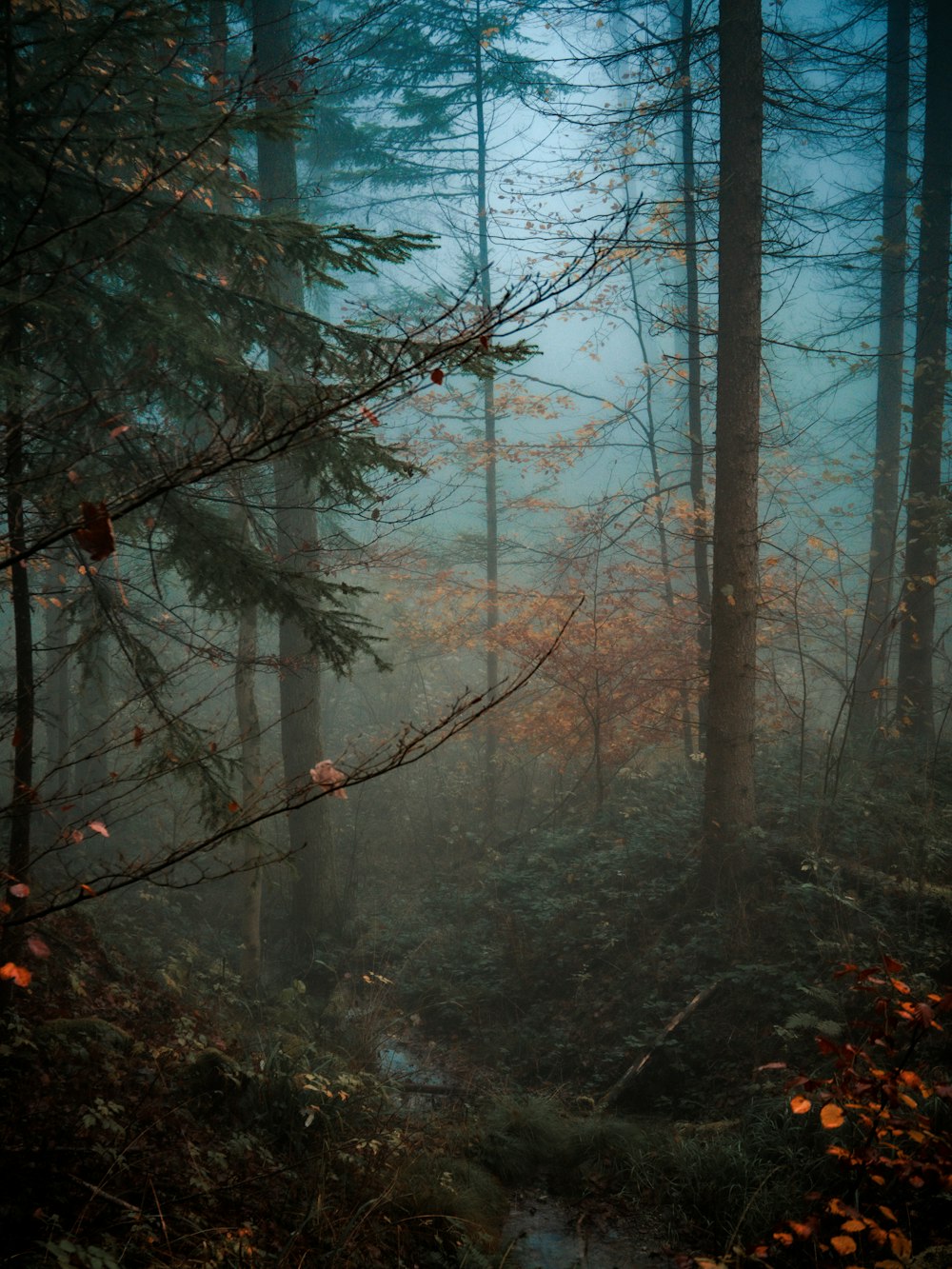 una foresta con alberi