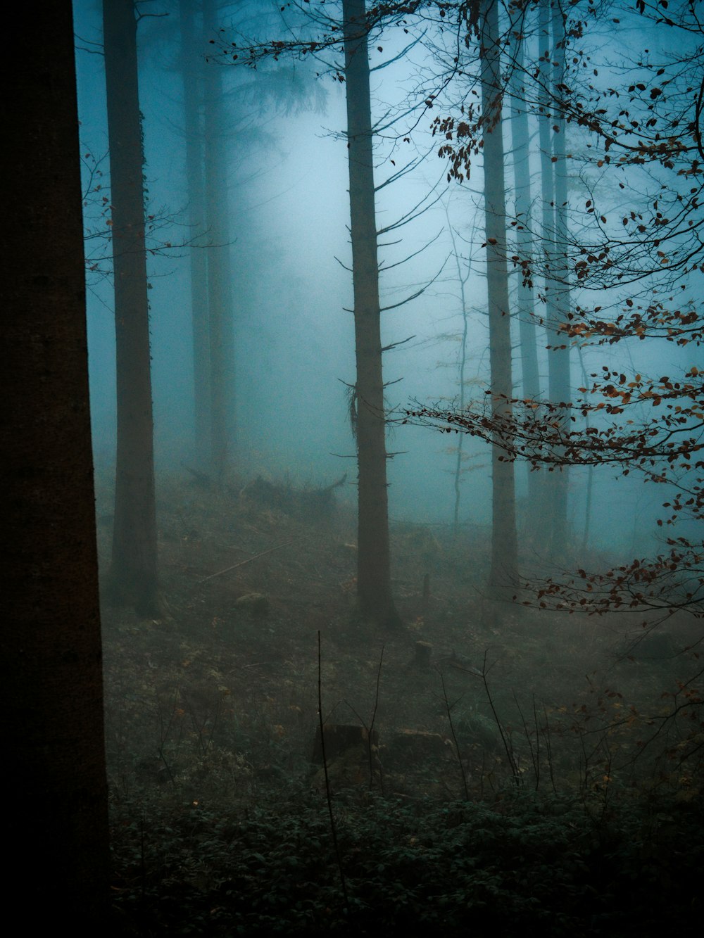 a foggy forest with trees