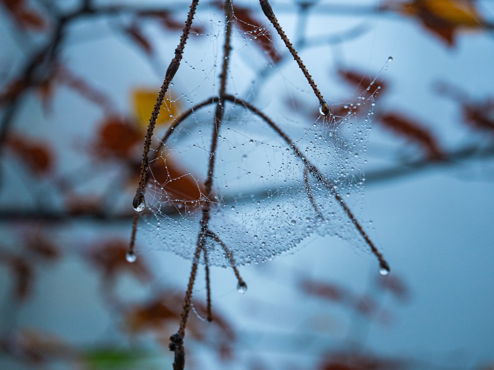 a spider on a web