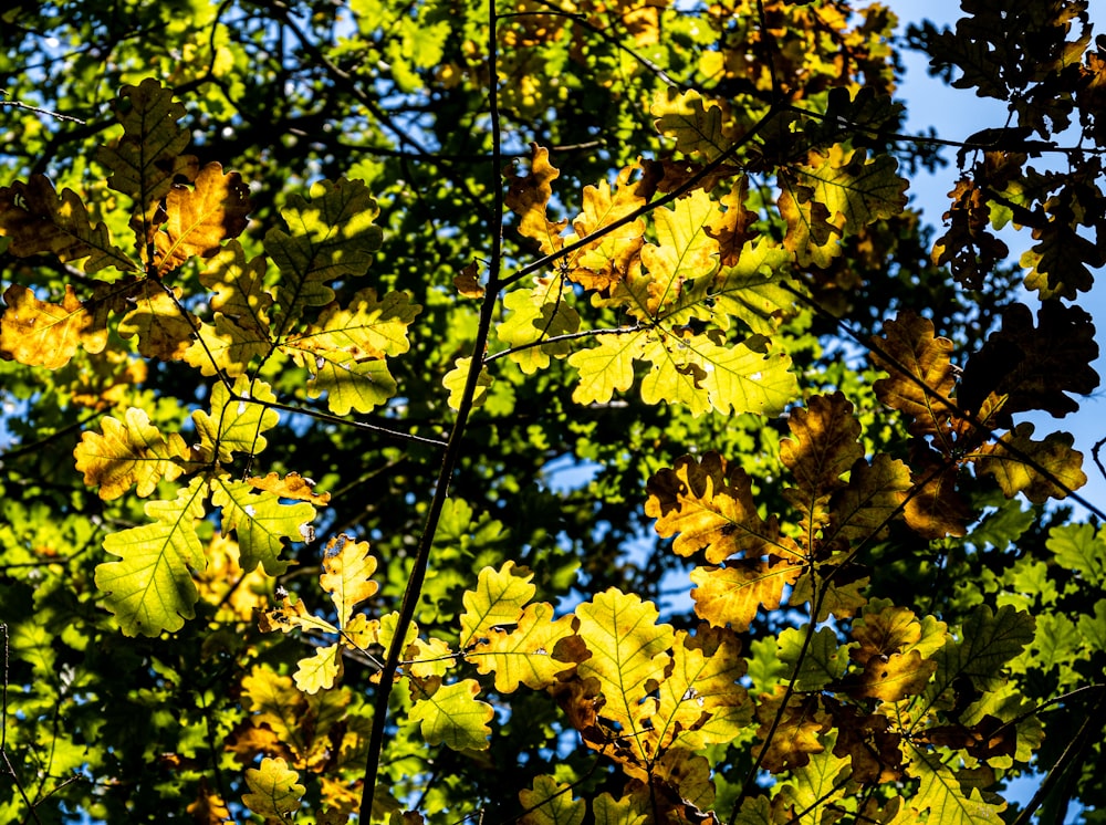 feuilles jaunes sur un arbre