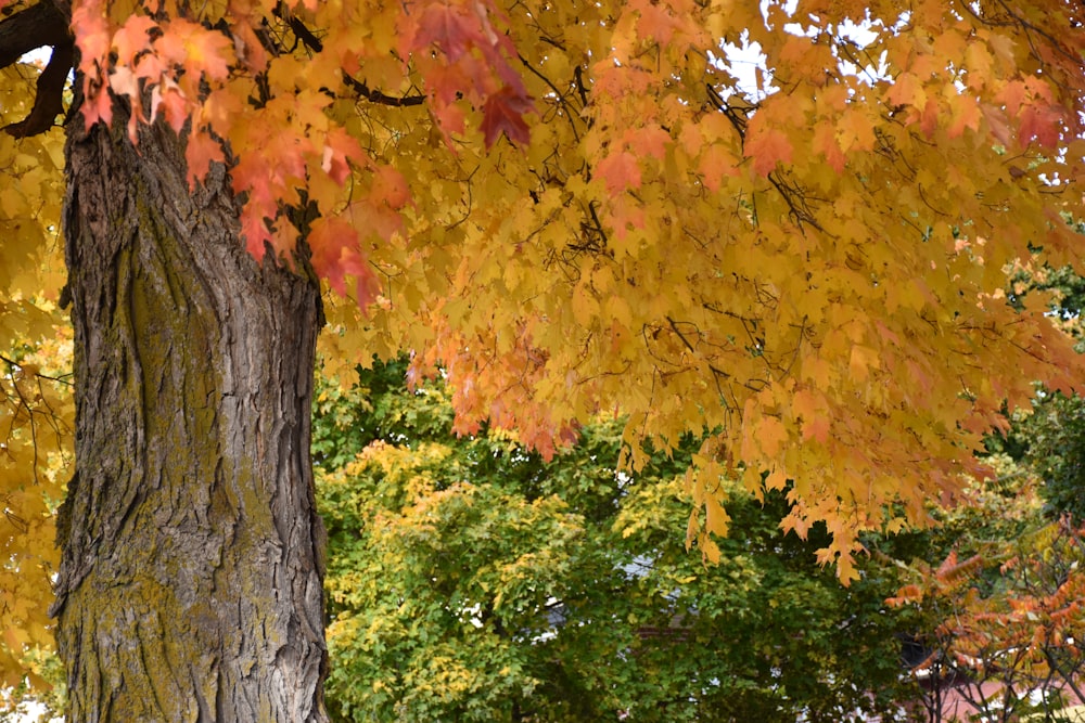 a tree with yellow leaves