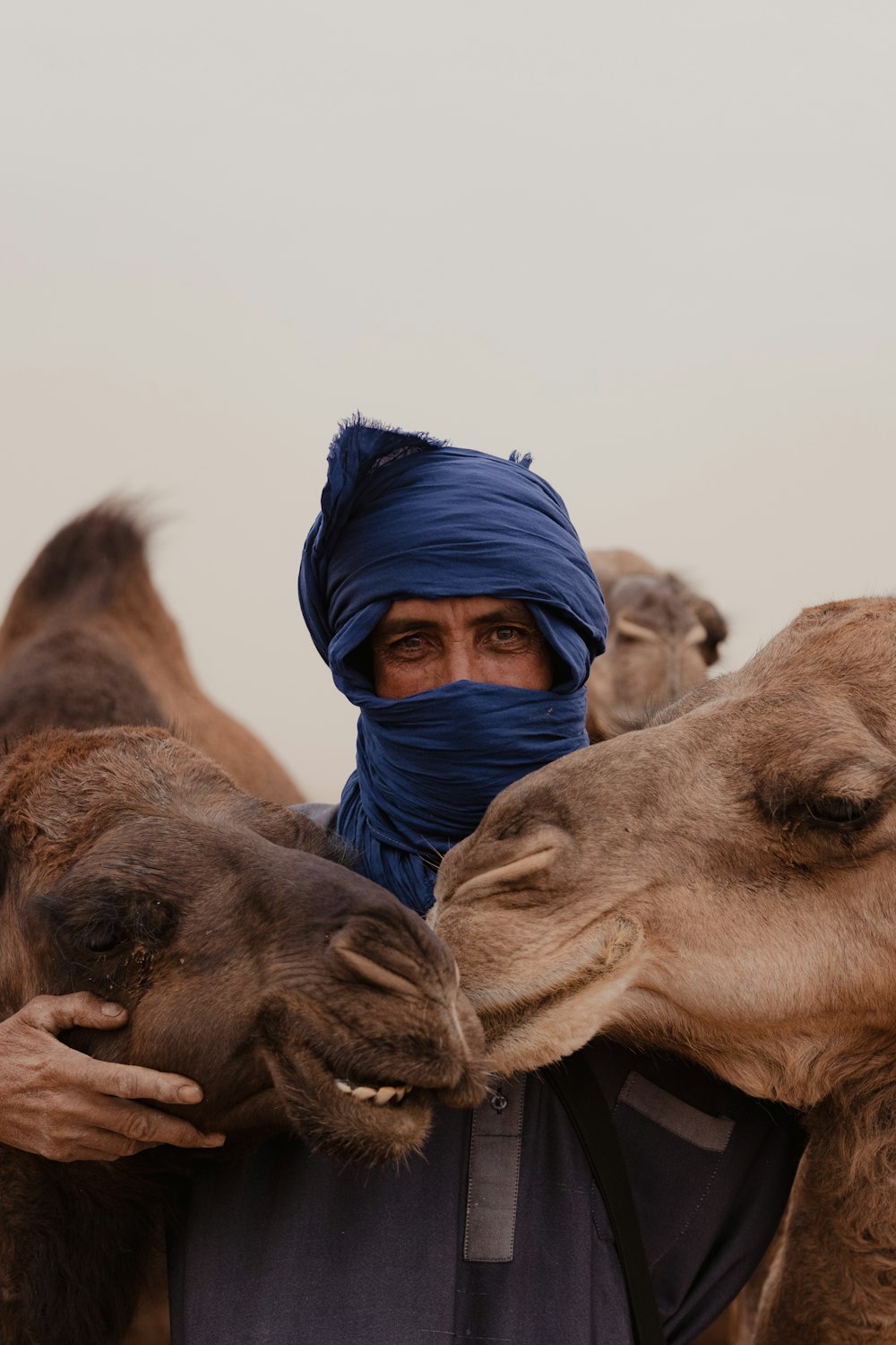 a man with a blue head scarf and blue head covering with a group of camels