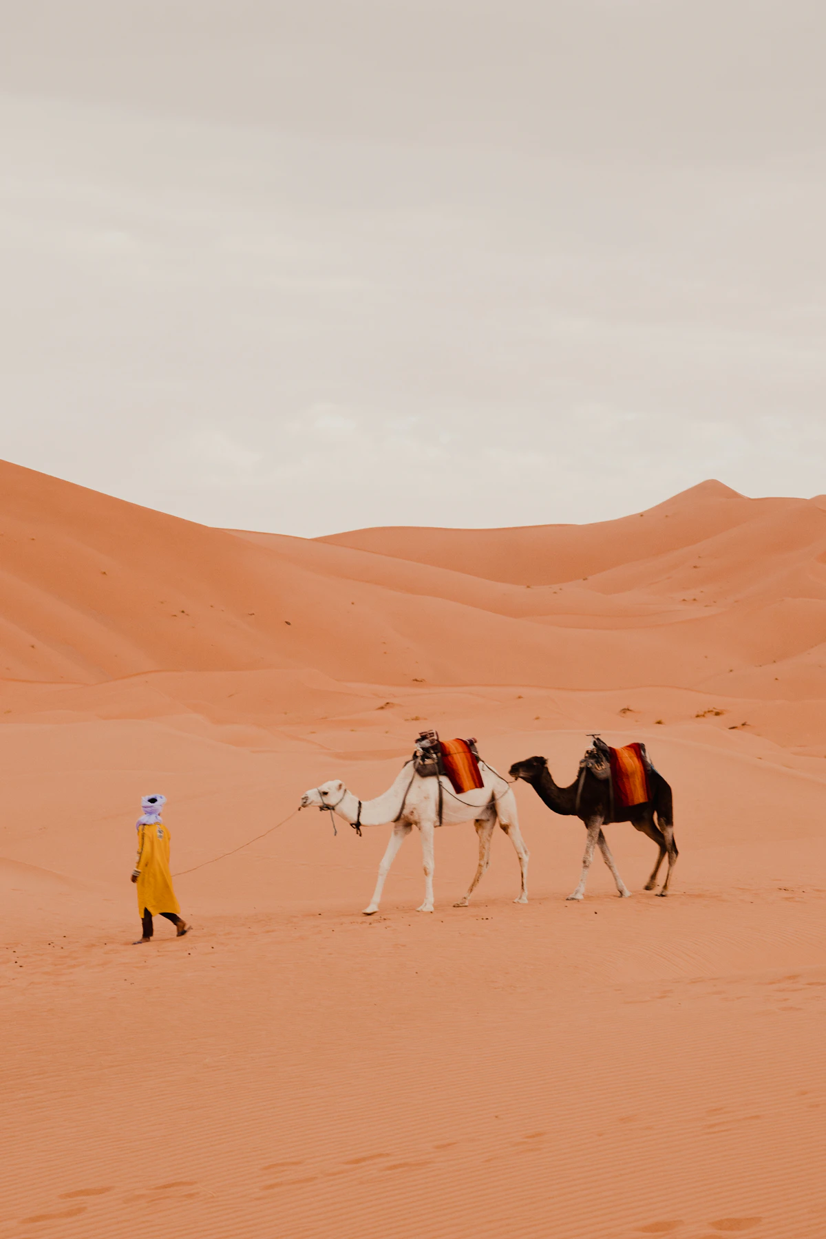 Man walking camels across the Sahara, Morocco