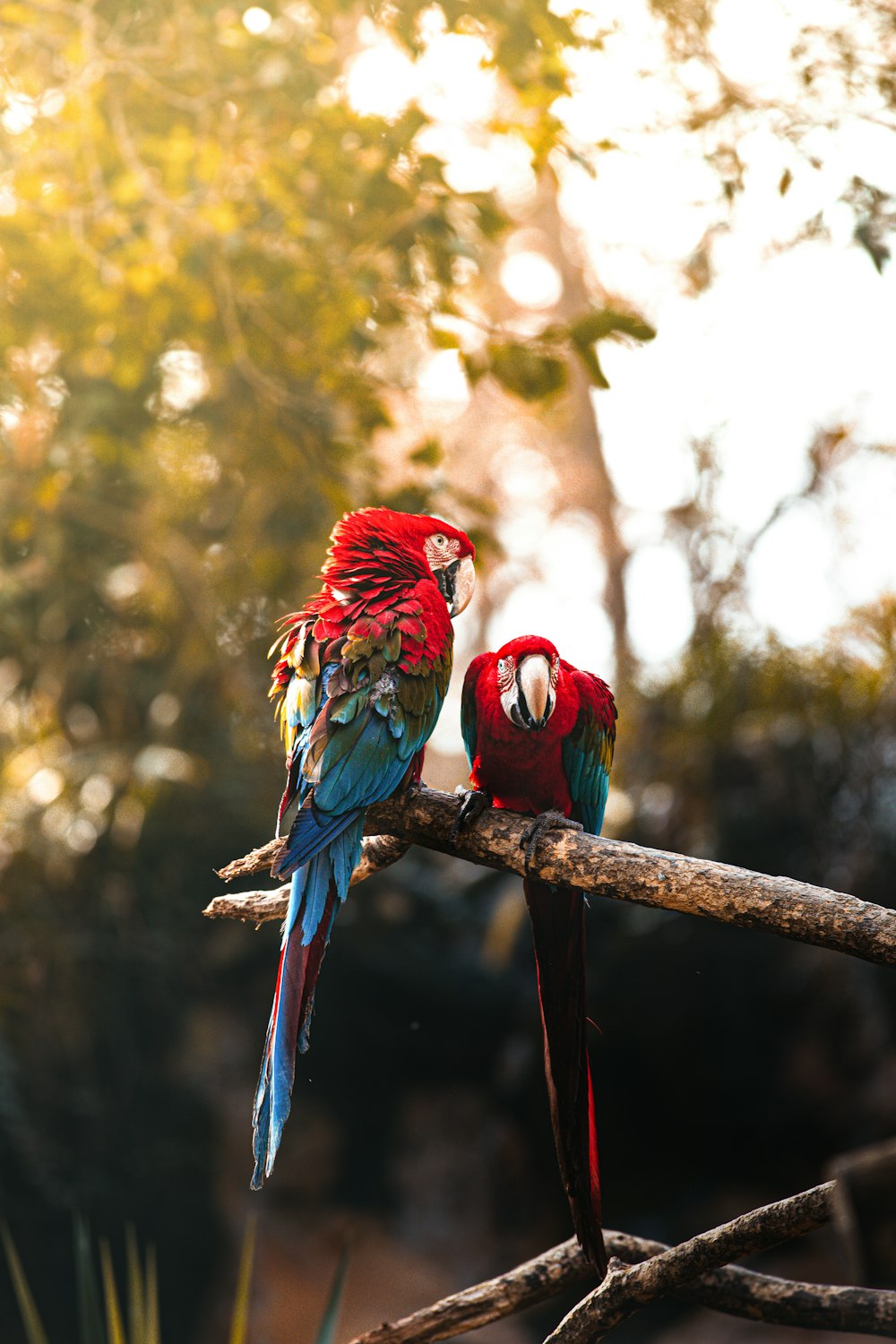 a group of birds sitting on a branch