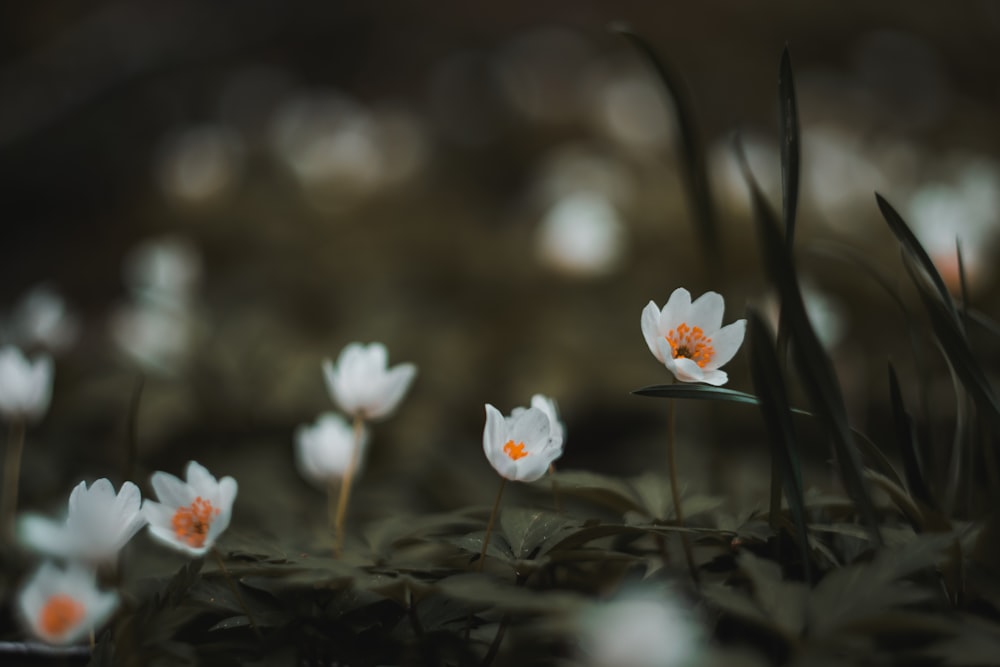 a group of white flowers