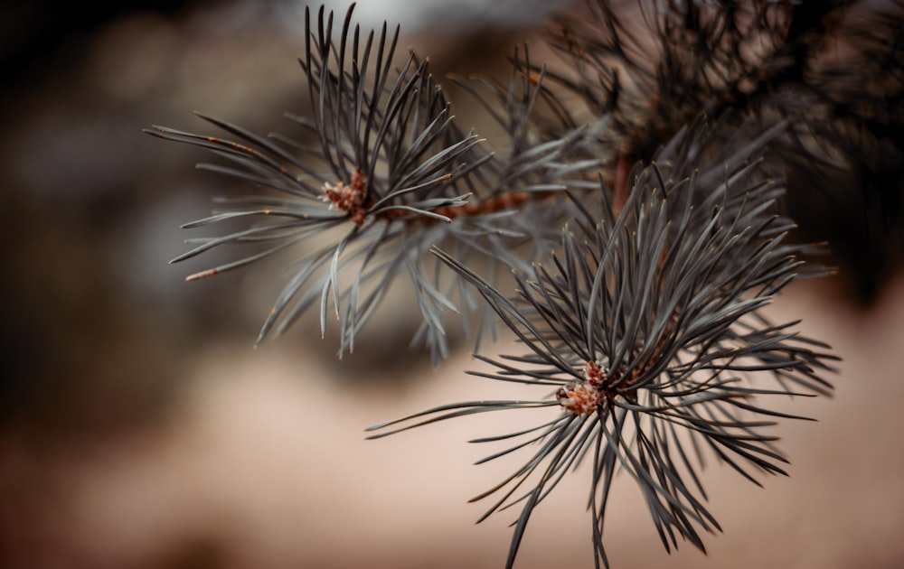 a close up of a pine cone