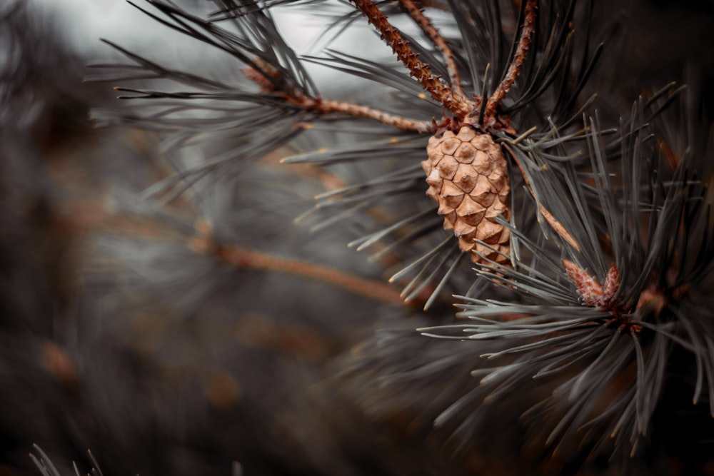 a close up of a pine cone