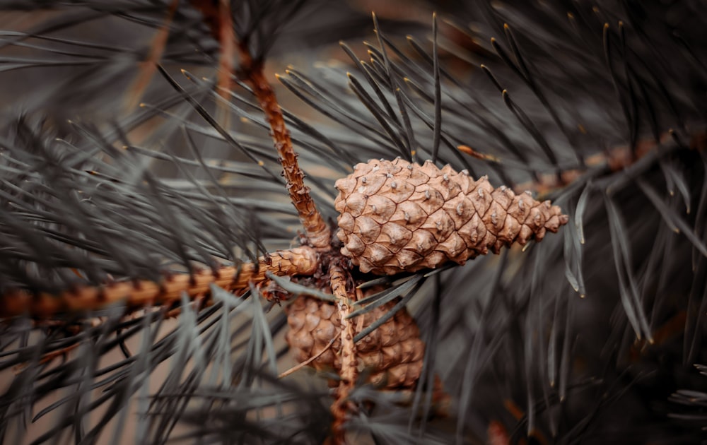 a close up of a spider