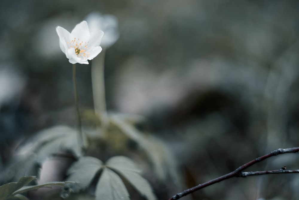 a close up of some flowers