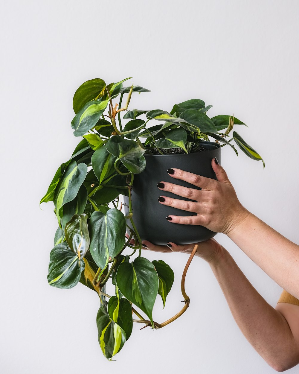 a person holding a potted plant