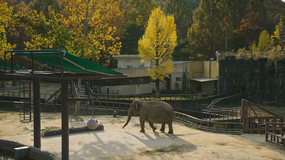 an elephant in an enclosure