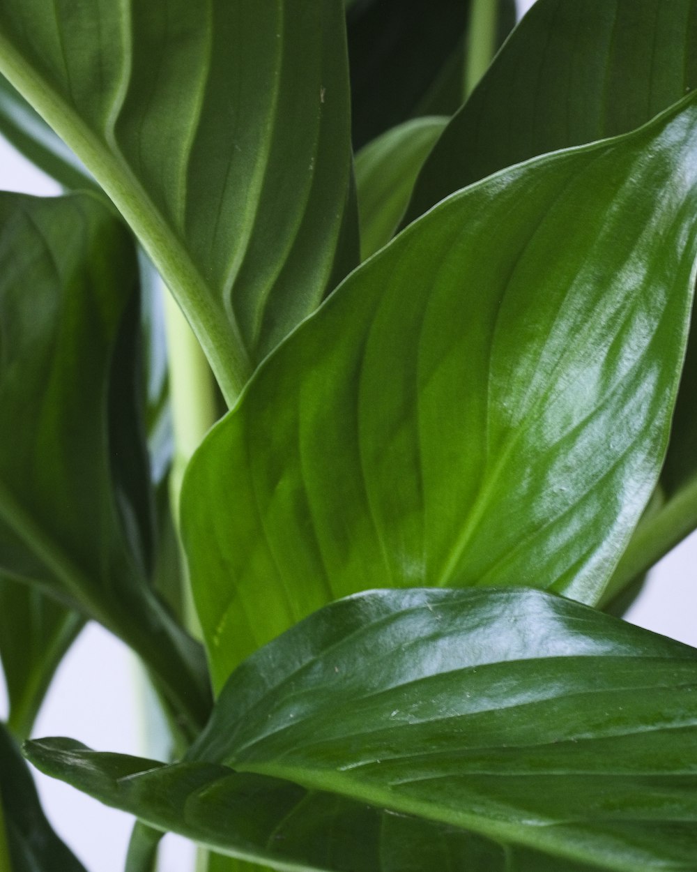 a close up of a plant