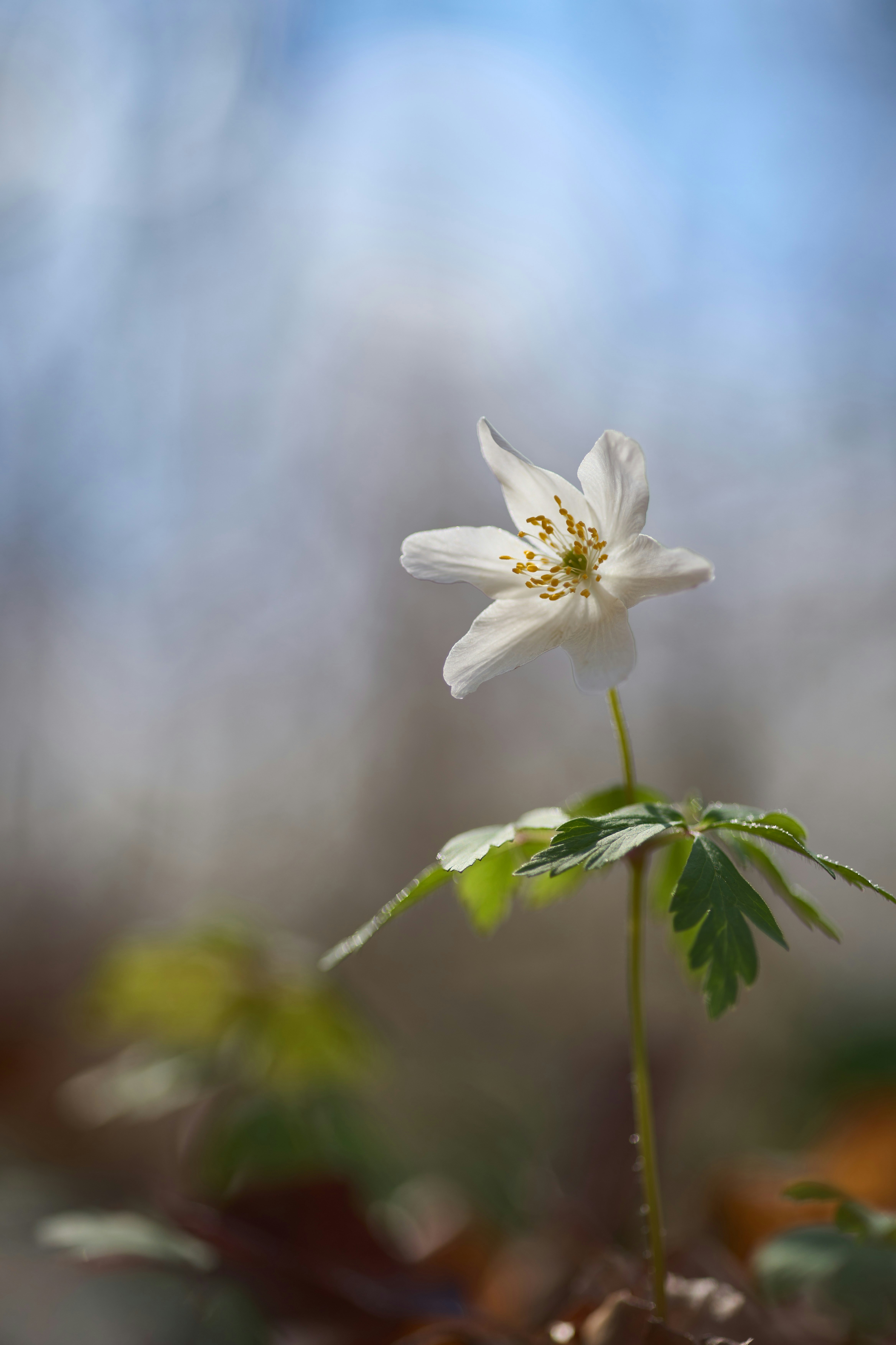 Photo by wolfgang_hasselmann