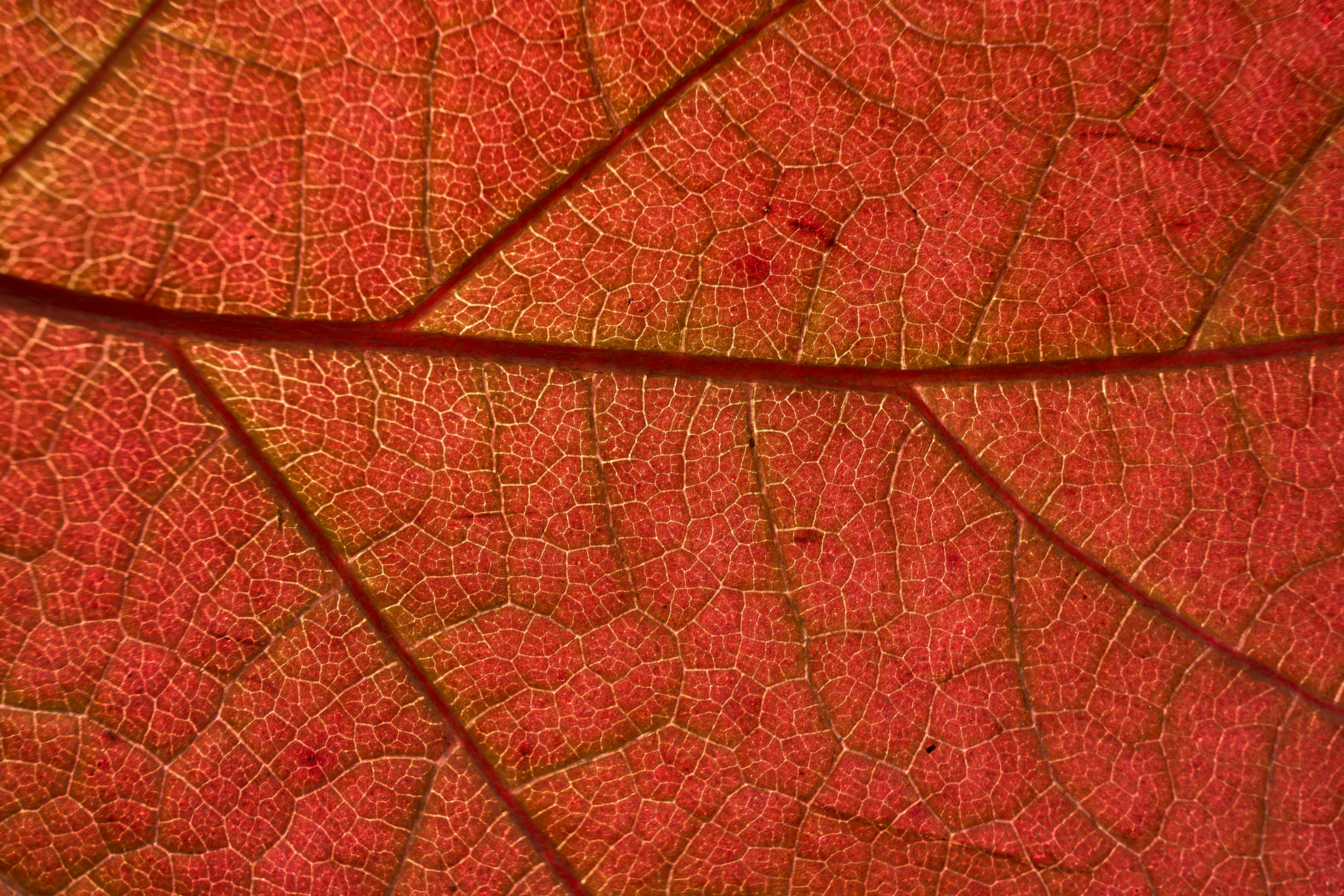 Photo by wolfgang_hasselmann