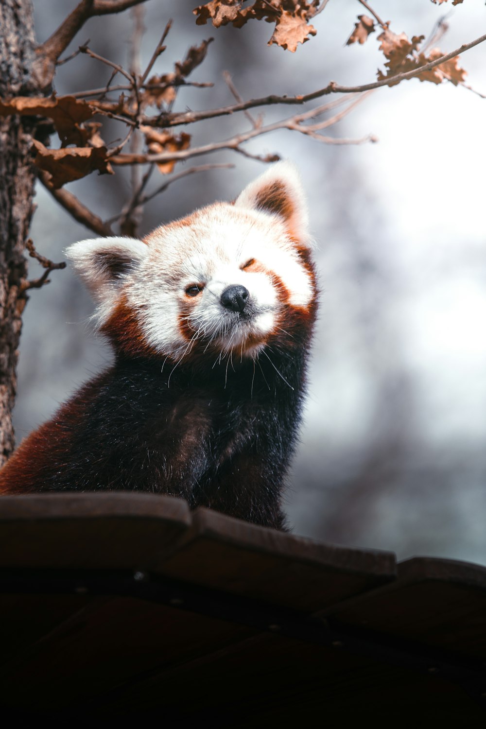 a red panda in a tree