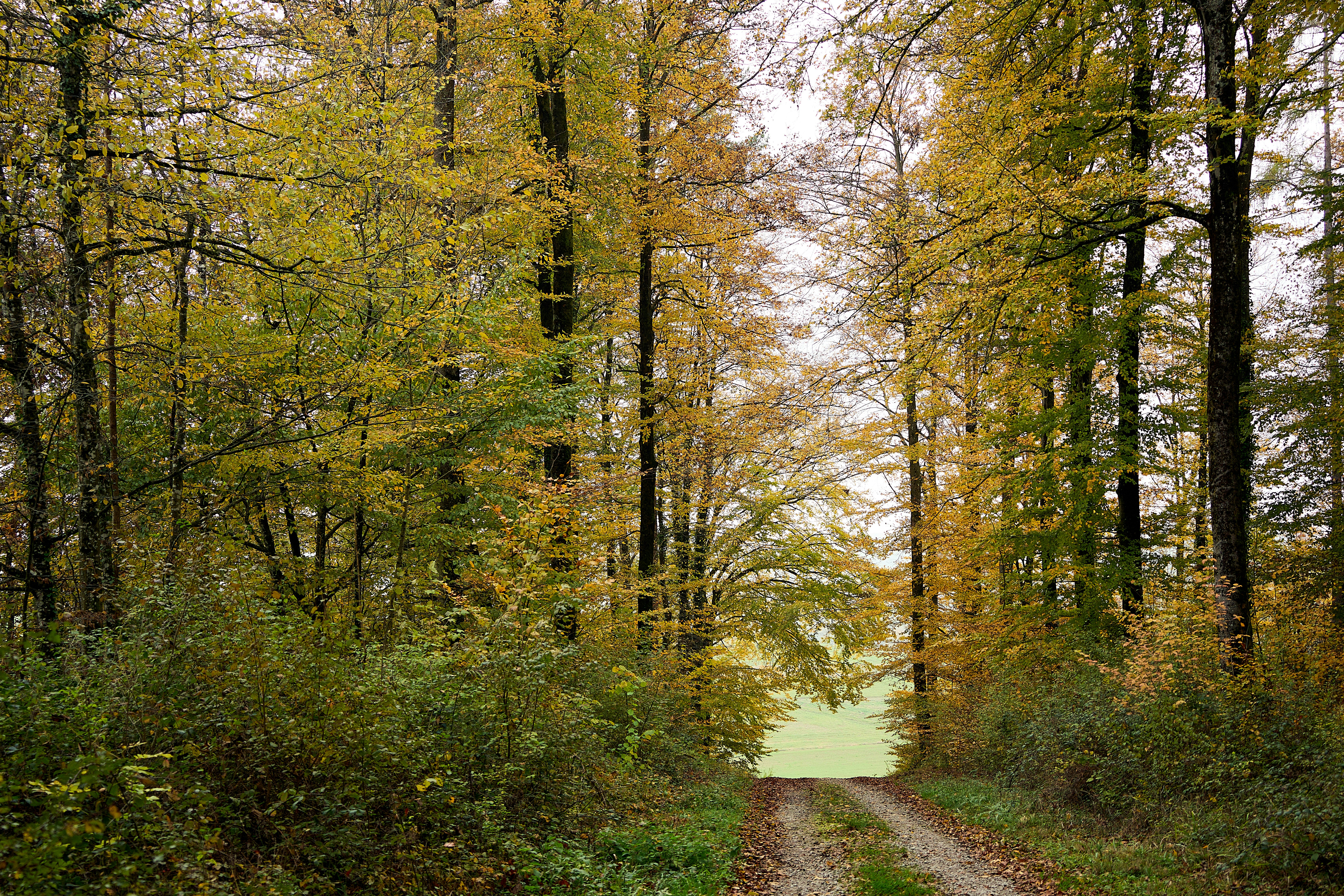 Photo by wolfgang_hasselmann