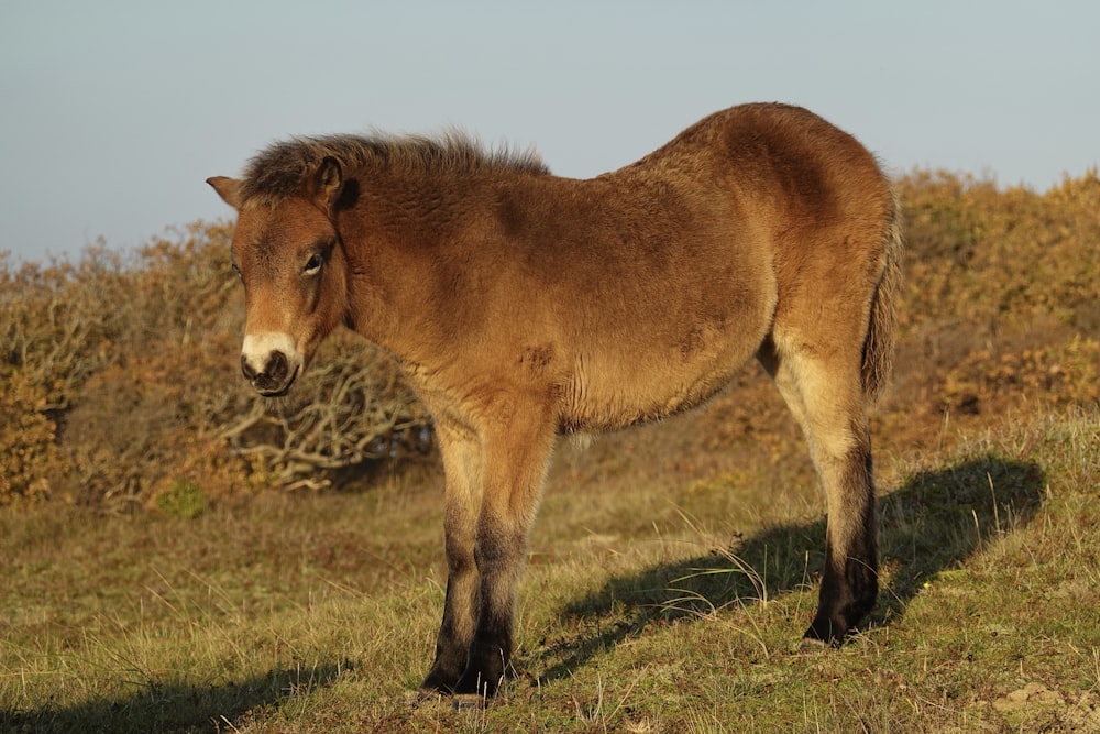 um cavalo marrom em pé em um campo