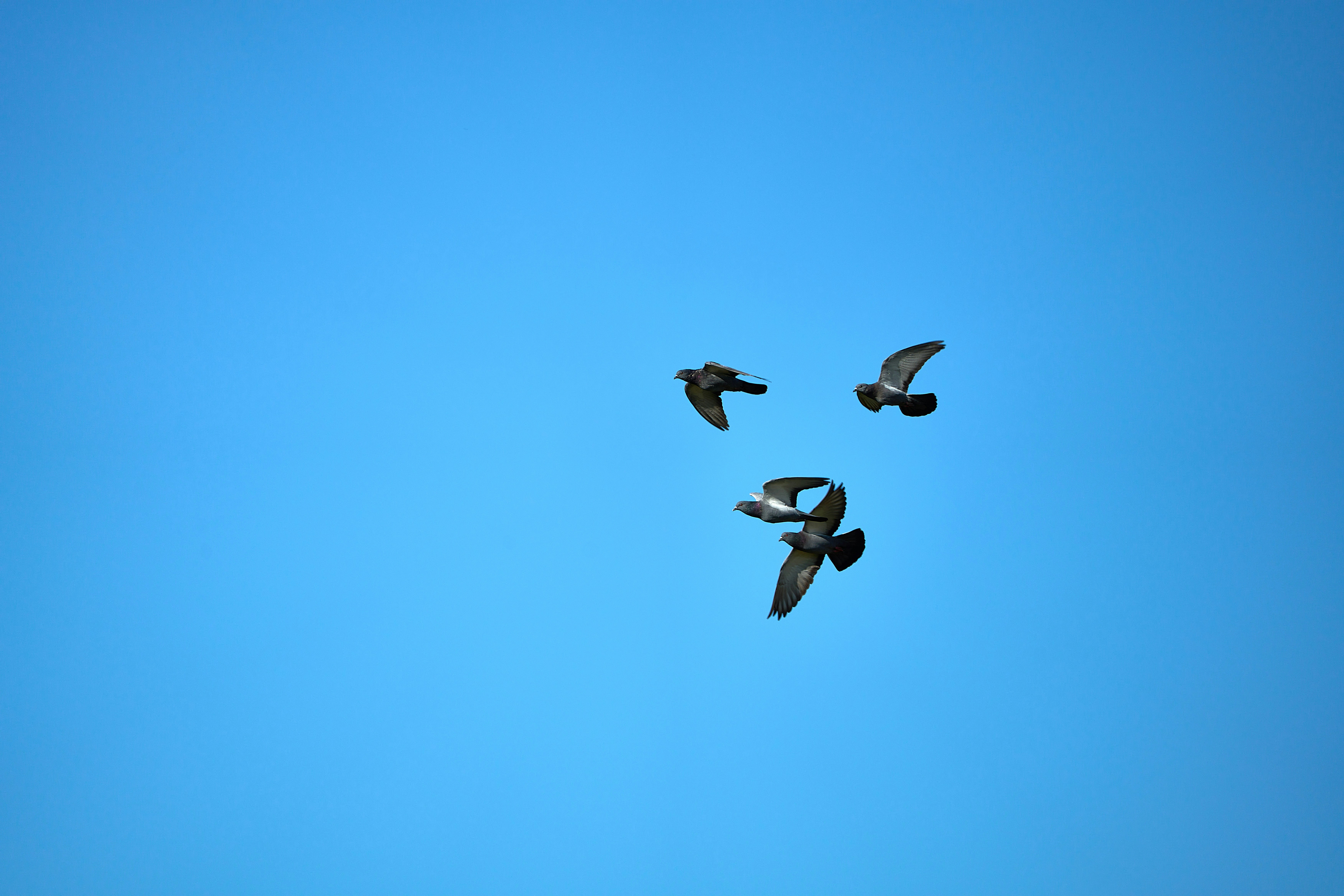 Photo by wolfgang_hasselmann