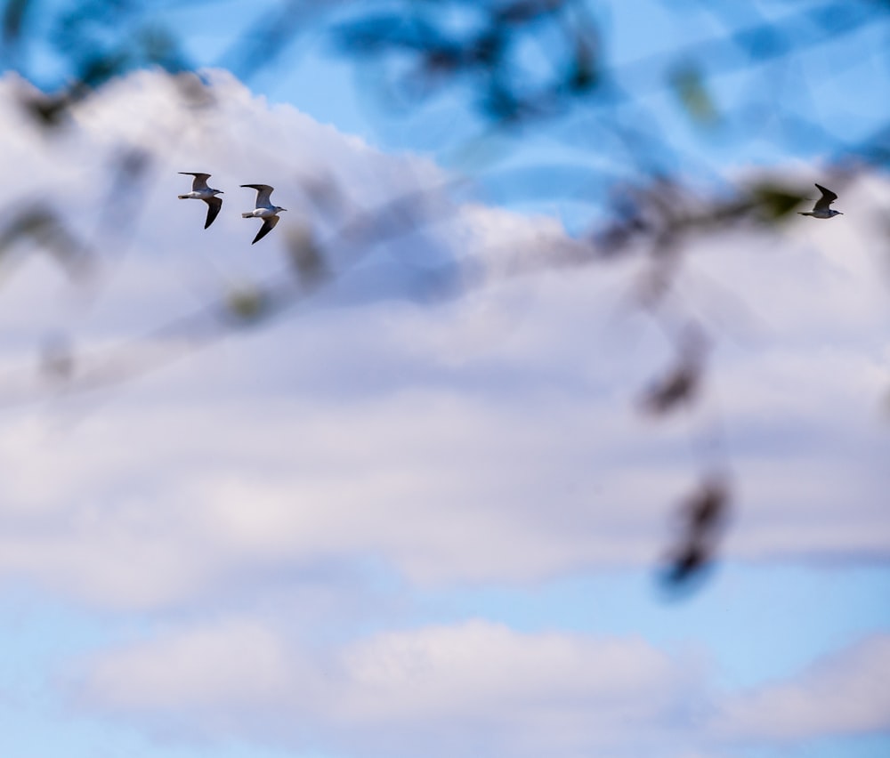 birds flying in the sky