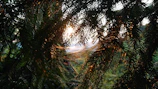 Sunlight filtering through pine needles over a serene outdoor seating area crafted by Pines Outdoor Services.