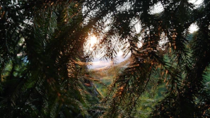 Sunlight filtering through pine needles over a serene outdoor seating area crafted by Pines Outdoor Services.
