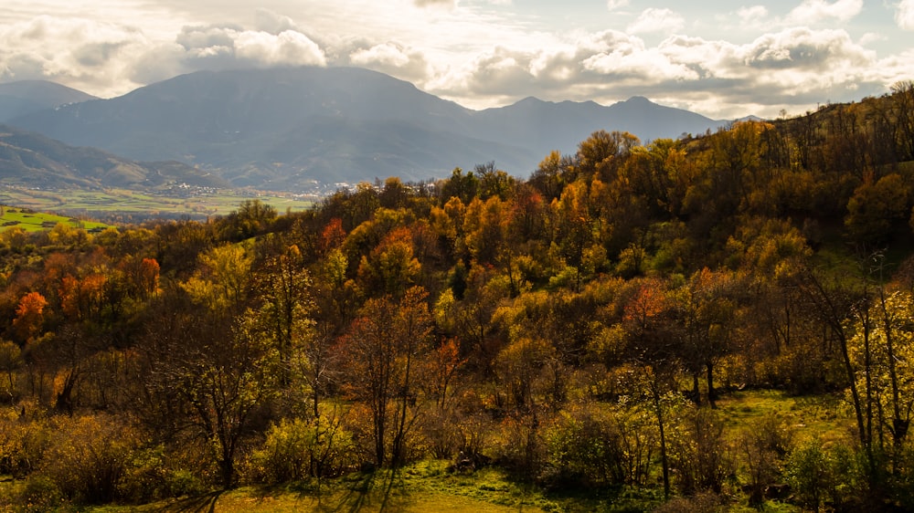 a landscape with trees and mountains in the background