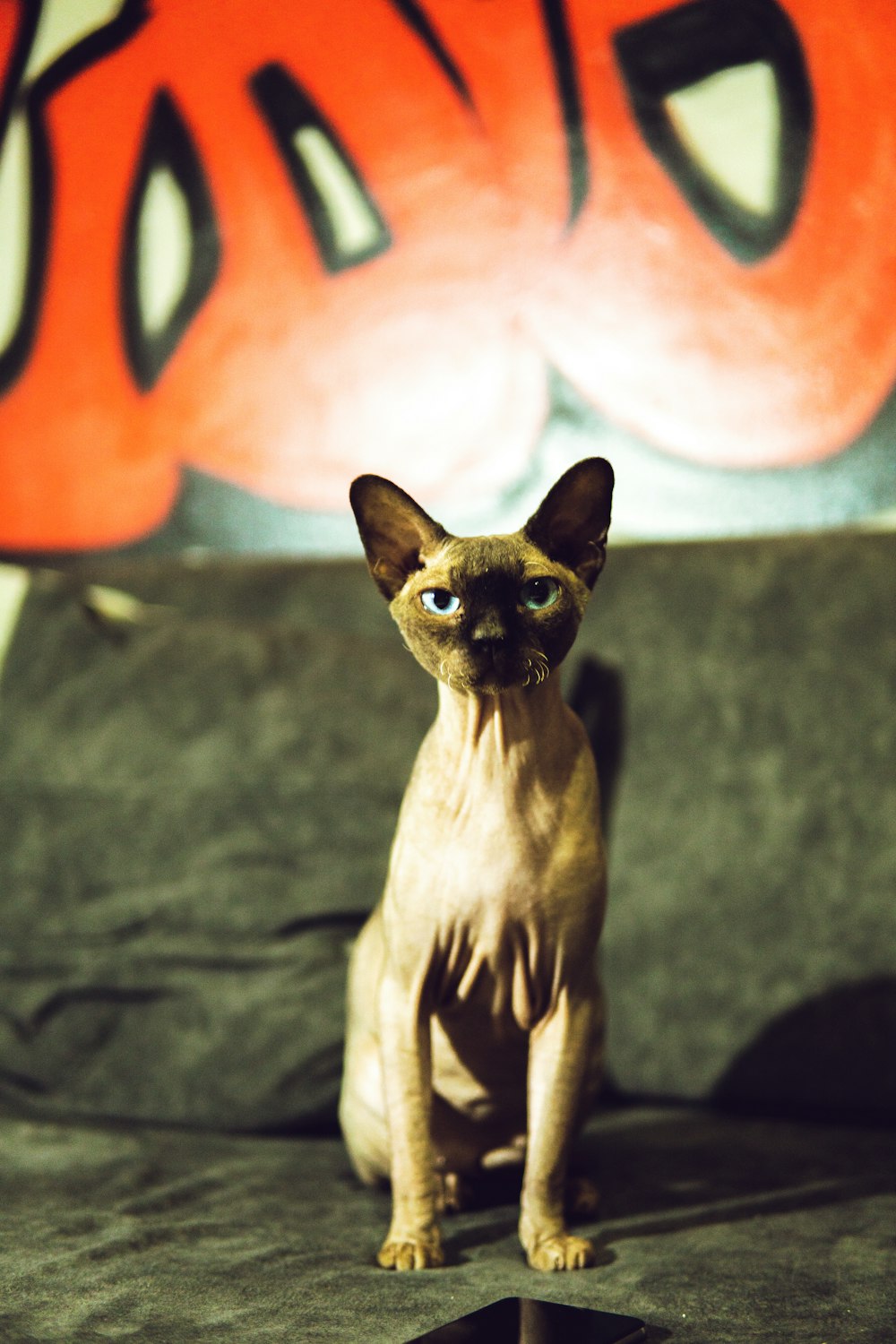 a cat standing on a rock