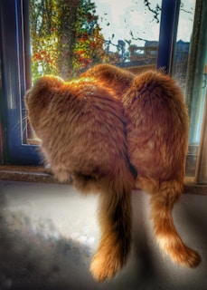 Two fluffy orange cats sitting closely together on a windowsill. Their back is facing the viewer, and they are gazing outside through the window. The surrounding scenery through the window is characterized by trees with autumn foliage.