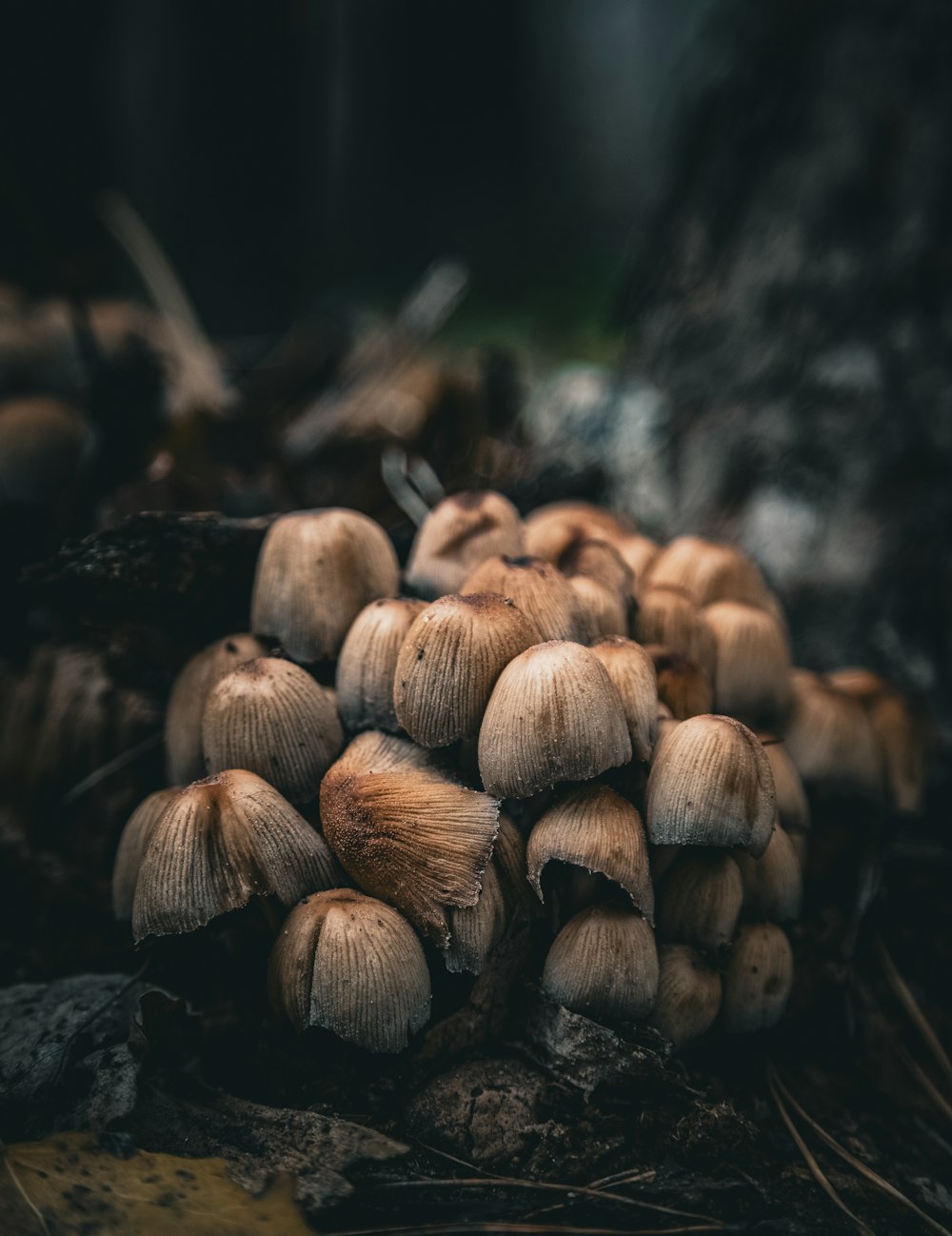 a group of mushrooms