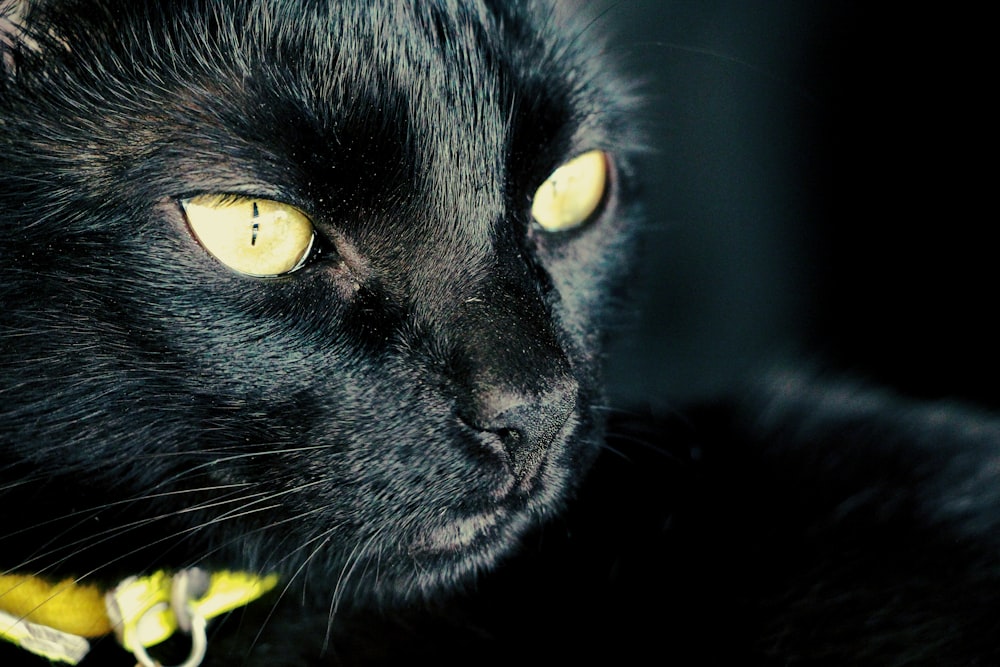 a cat with yellow eyes