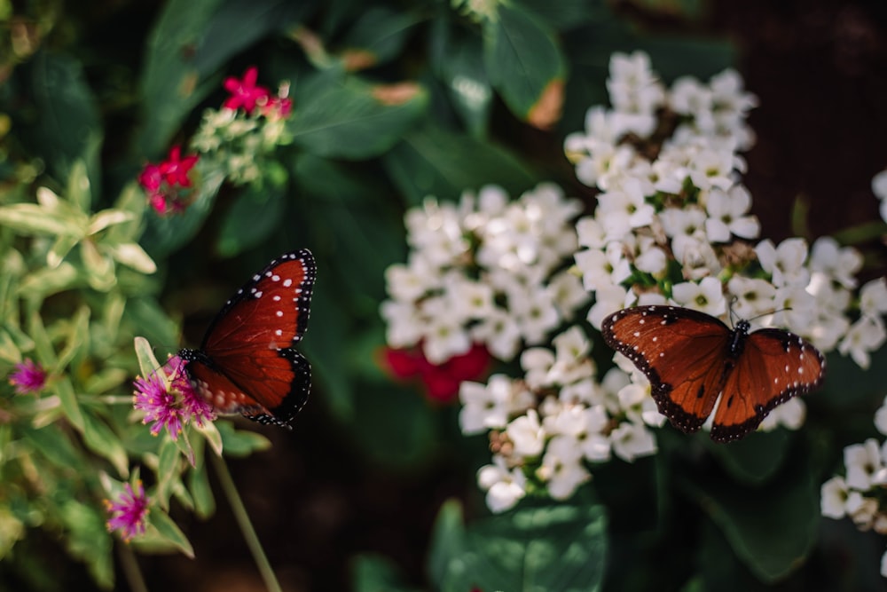 a butterfly on a flower